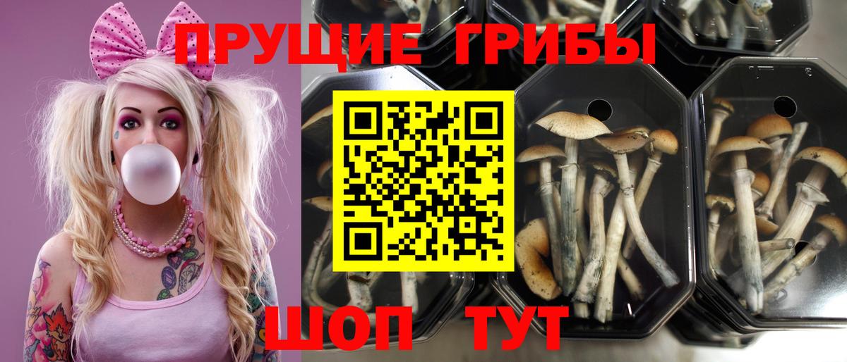 Галлюциногенные грибы мицелий Новошахтинск
